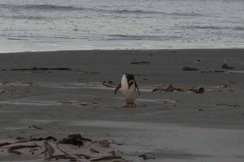 Nieuw-Zeeland 2011 - 2028